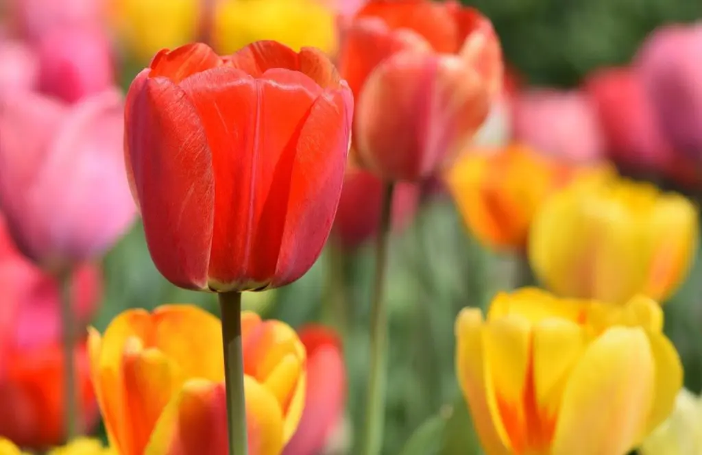 Red and yellow tulips