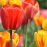 Red and yellow tulips