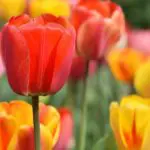 Red and yellow tulips