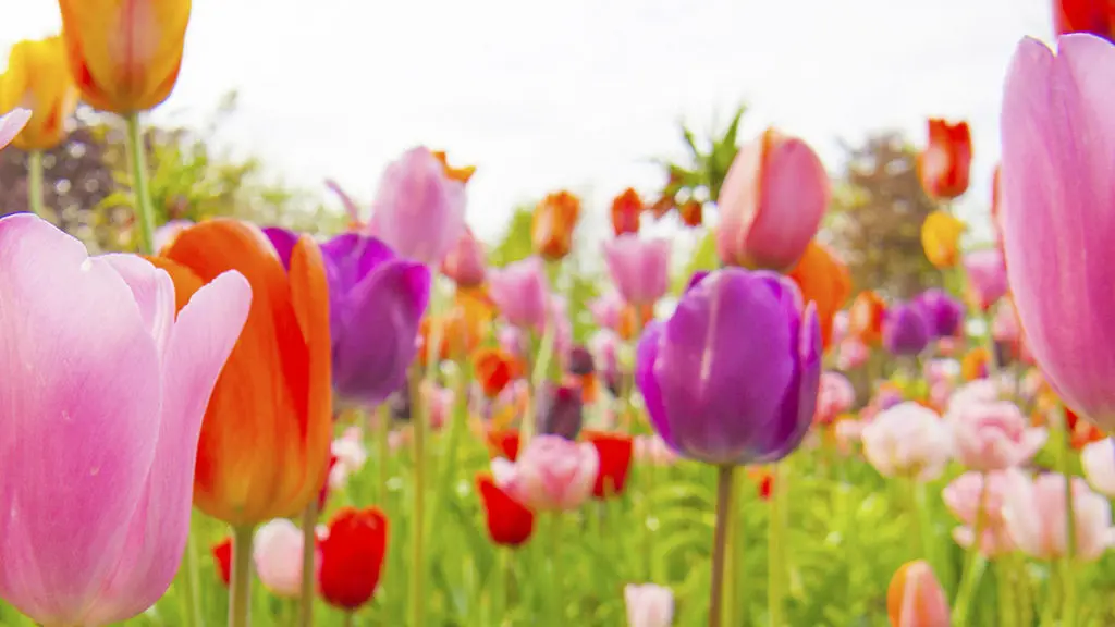 Field of tulips