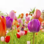 Field of tulips