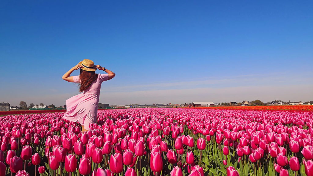 Woman in field of tulips