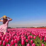 Woman in field of tulips