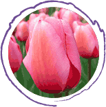 Your Guide to Different Types of Tulips, Flower Types