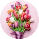 Multicolored tulips