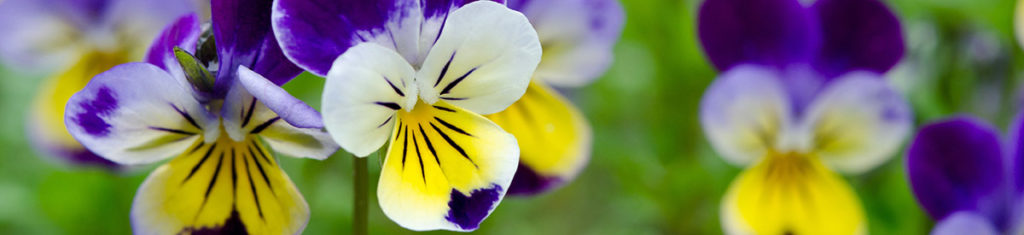 Pansies are among the most cheerful fall flowers.