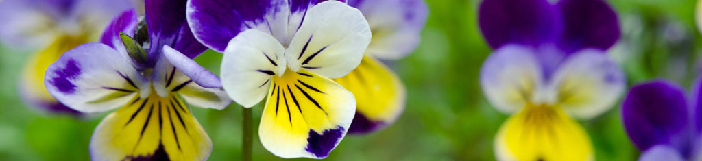 Los pensamientos se encuentran entre las flores de otoño más felices.