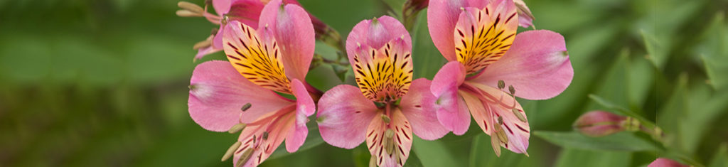 Popular flower type Peruvian lilies (Alstroemerias) are native to South America.