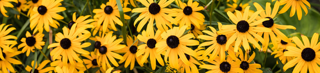 Flores de otoño con susans de ojos negros.