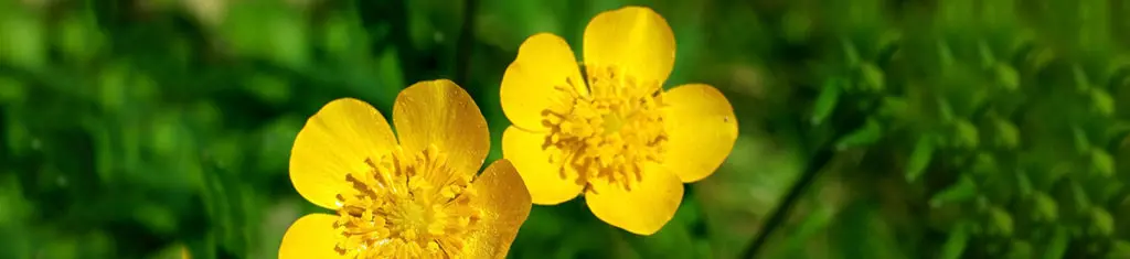 Buttercups, pictured here, are popular flower types that grow in temperate Asia, Europe, and North America