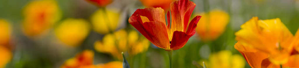 California poppies are popular flower types that are the state flower of the Golden State.