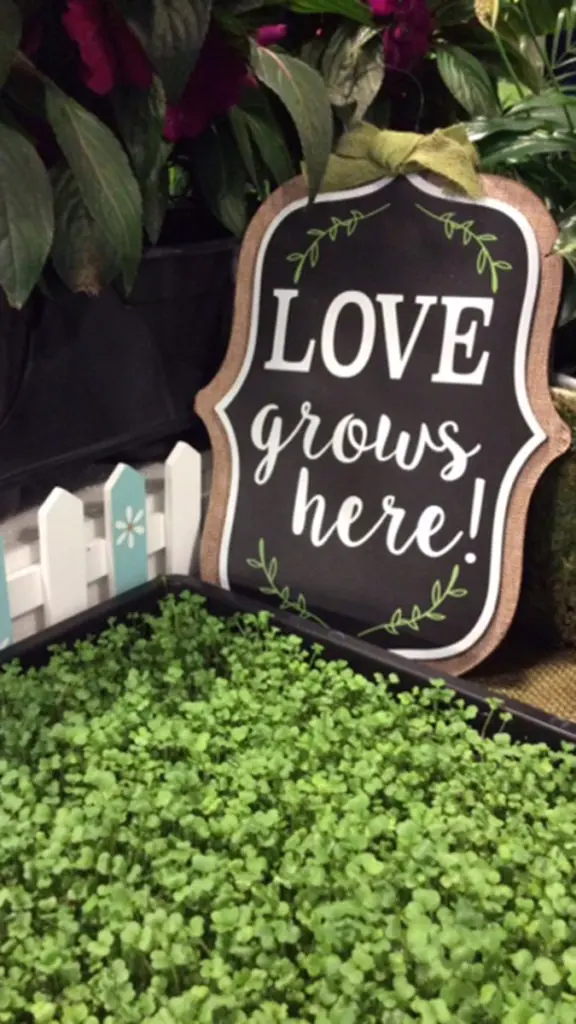 Image of a sign that reads love grows here