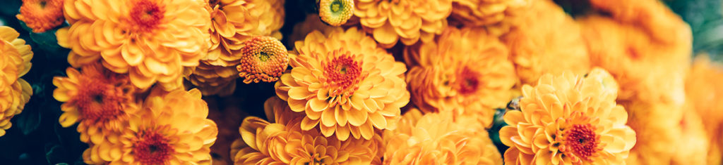 Chrysanthemums, pictured here, are among the most popular autumn flowers.