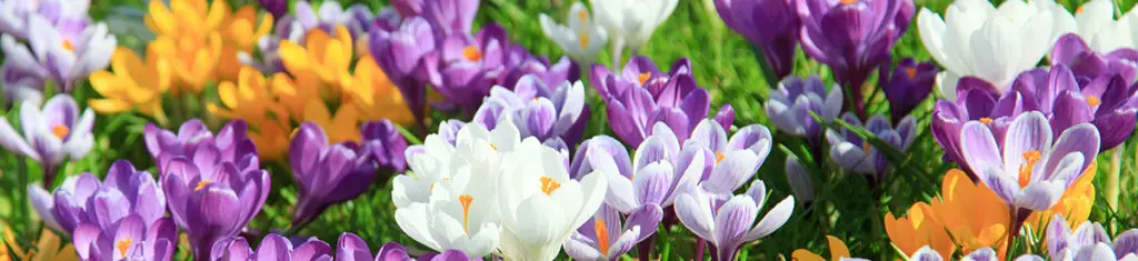 Crocus are popular flowers because they are among the first blooms to appear in spring.
