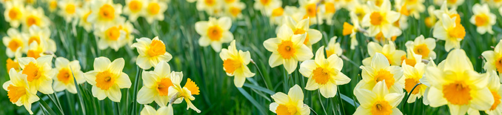 Daffodils, pictured here, are known by many names, including narcissus and paperwhites.