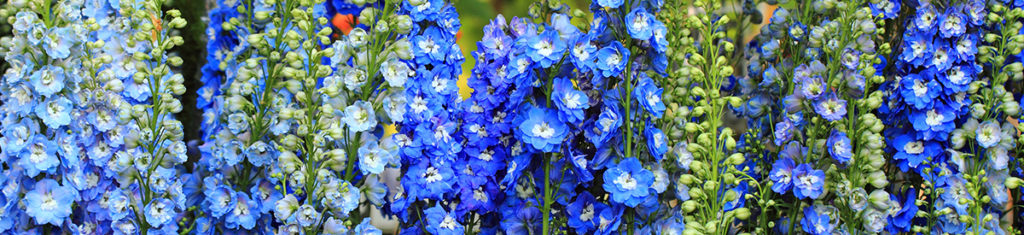 Blue delphiniums, a popular type of flower pictured here, often goes by the larkspur.