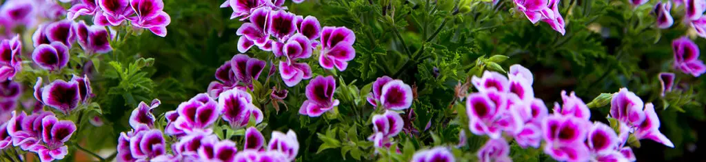 Pink geraniums, a popular flower type pictured here, are native to South Africa and Australia.