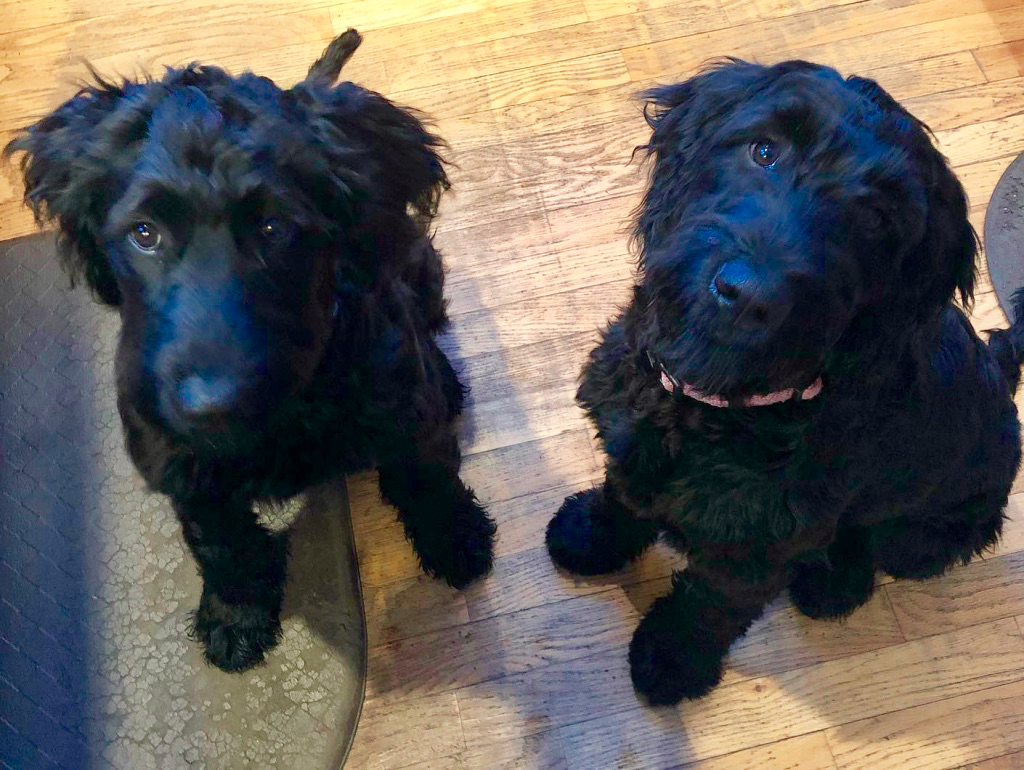 Two black dogs