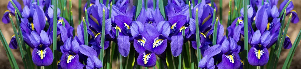 Iris, a popular flower type pictured here, are native to Europe, the Middle East, North Africa, Asia, and North America.
