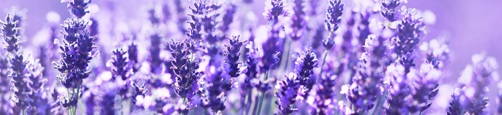 Lavender, a popular flower type pictured here, provides soothing fragrances, flavorings, and beauty.