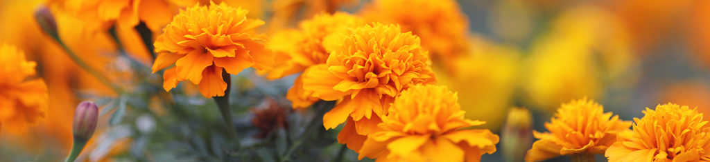Marigolds, a popular type of flower, are usually orange and gold. These blooms symbolize wealth and will to succeed.