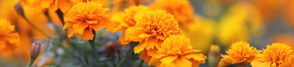 Flores de otoño con caléndulas