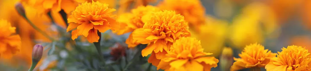 autumn flowers with marigolds