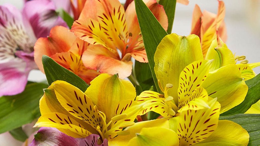 Most-Popular-Flower-Types-featured