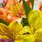 Most-Popular-Flower-Types-featured