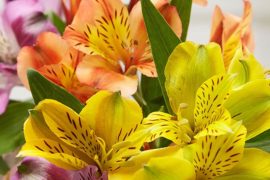 60 Most Popular Types of Flowers Common in the US