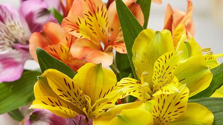 60 Most Popular Types of Flowers Common in the US