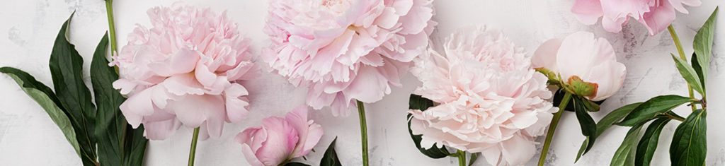 Peonies