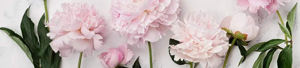 Peonies, a popular flower type, come in red, coral, purple, pink, and yellow.