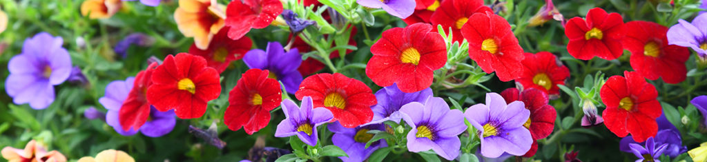 Petunias, a popular flower type pictured here, are a staple of old-school gardens and hanging pots.
