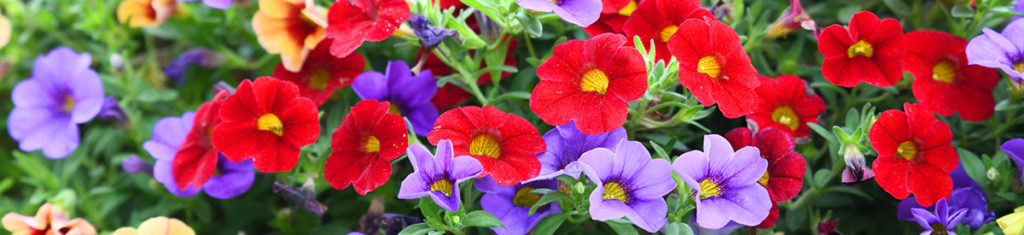 Petunias