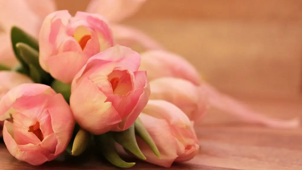 Pink Tulips