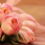 Pink Tulips