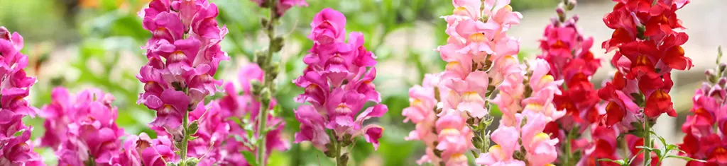 Snapdragons, a popular flower type pictured here, are native to the U.S. and Europe.