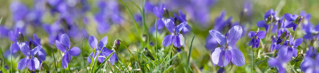 Popular flower violets grow mostly in the temperate northern hemisphere.