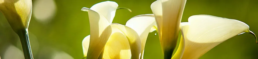 Popular flower type Calla lilies are associated with faith and purity.