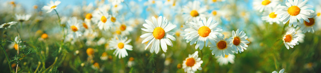 Photo of a field of wild daisies, a popular type of flower.