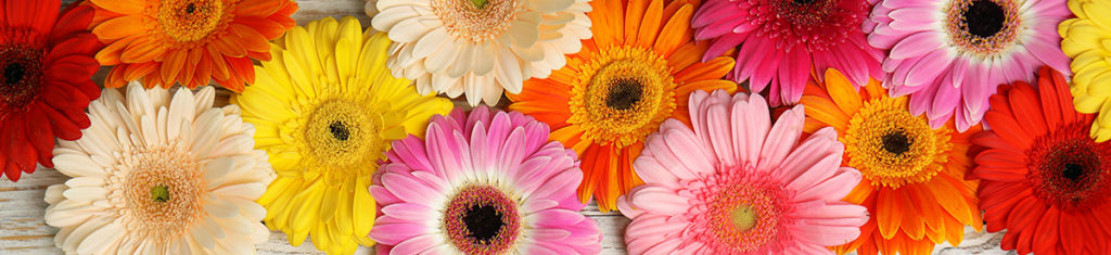 Gerbera daisies, pictured here, are the fifth most popular flower in the world.