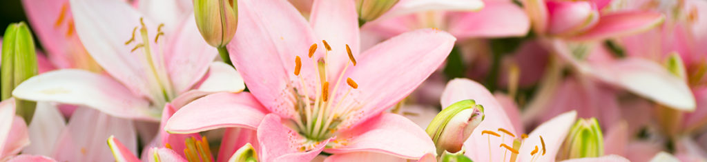 Pink lilies