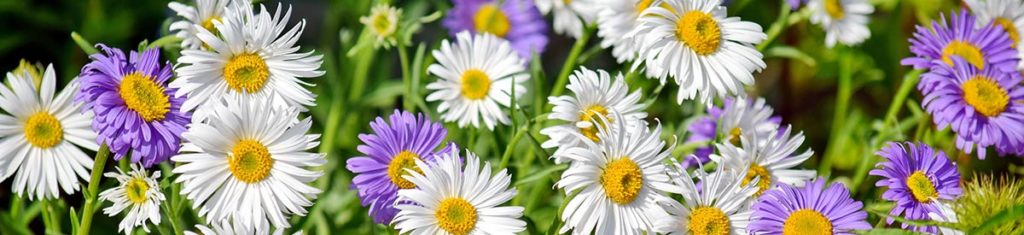 Asters, a popular flower type pictured here, are native to Eurasia.