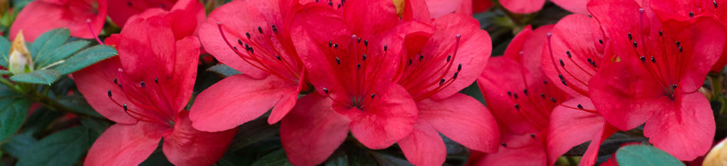 Azaleas, a popular type of flower pictured here, bloom in late spring.