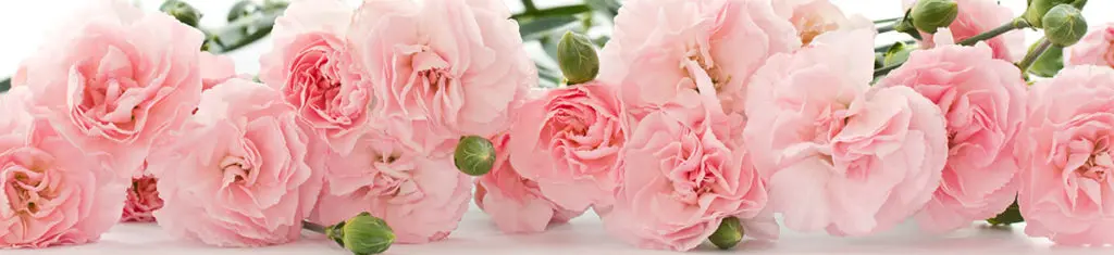 Pink carnations are a popular type of flower. They come in three different varieties.