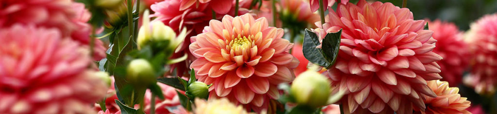 Dahlias, a popular flower type, come in bold blooms.