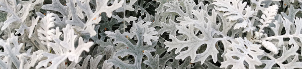 Dusty millers, a popular flower type pictured here, are known for their lacy silver-gray foliage.