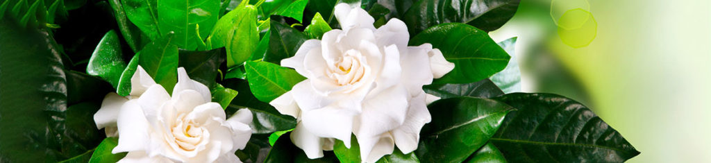 Gardenias, a popular flower type, are pictured here. They're most famous for their scented white flowers.