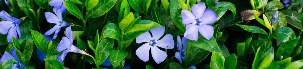 Perwinkles, a popular flower variety pictured here, are also known as myrtle.